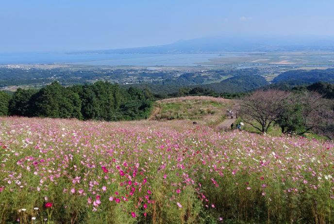 トップスライド　白木峰コスモス