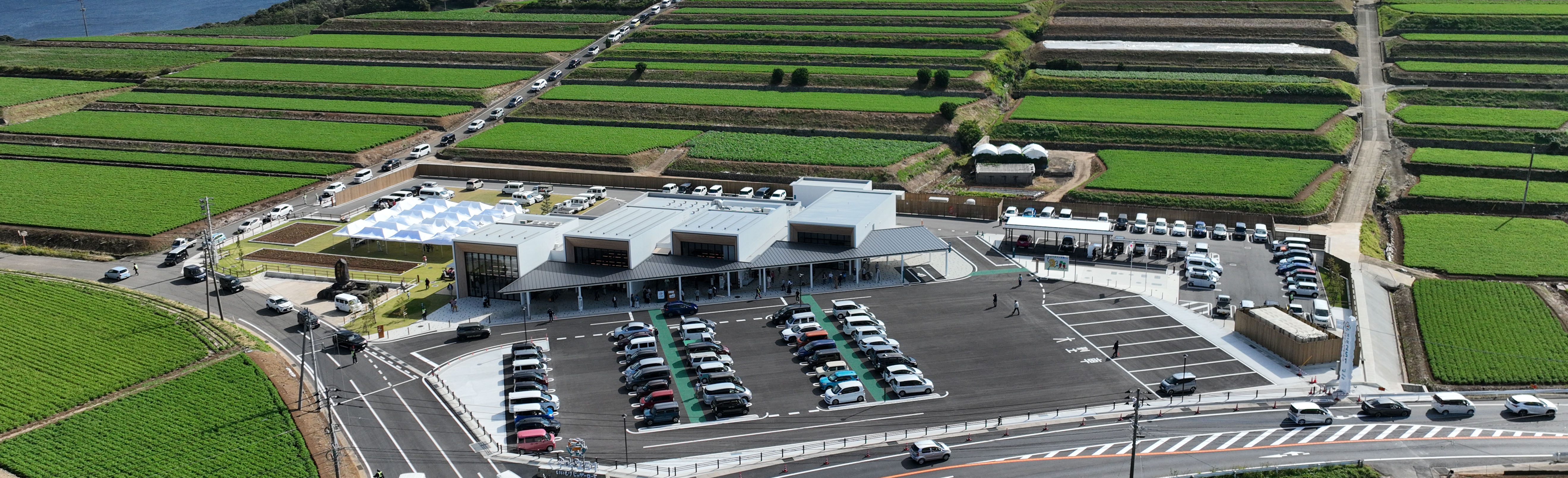 トップ背景　白木峰コスモス