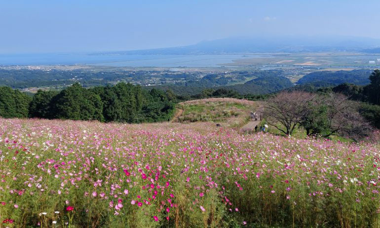 トップフロント　白木峰コスモス