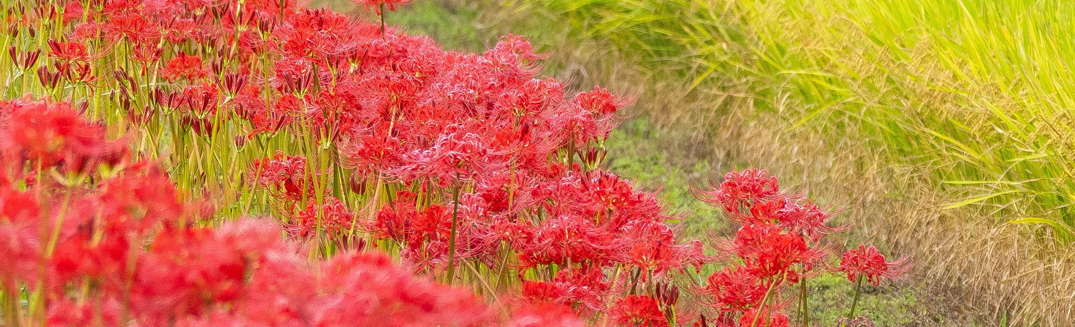 ヒガンバナ　トップ背景