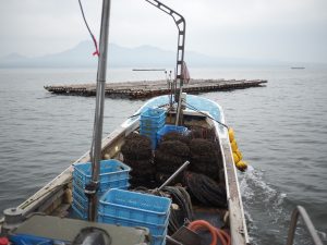有明海の海上にて牡蠣の養殖を行うの画像