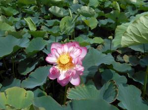 ハスの花