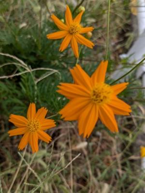 オレンジ色の花