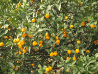 枝いっぱいのきれいなオレンジ色に実っている伊木力のコミカンを写している写真