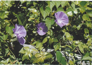 紫色にきれいに咲いているアサガオときれいな緑色の葉の写真