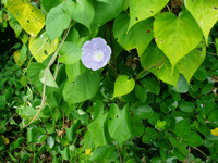 一つだけ咲く紫色のかわいいアサガオの写真
