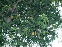 天初院のヒゼンマユミの葉の部分を拡大して写している写真