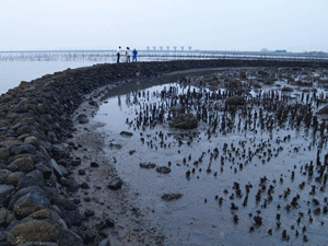 水ノ浦のスクイ漁場の写真