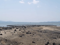 水ノ浦のスクイ漁場の引き潮の時の写真