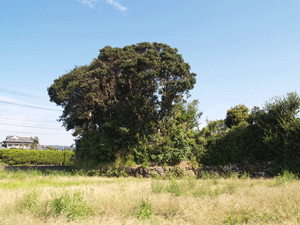 大峰古墳のところにそびえたつ大木と周りの平野を写している写真
