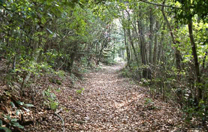 大村街道といわている山道の写真