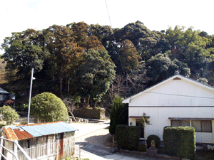 津水・熊野神社の境内の約50種類の植物群の写真