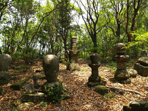 樹林の中にある金泉寺の墓石群の写真