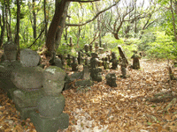 樹林の中にある大小さまざまな金泉寺の墓石群の写真
