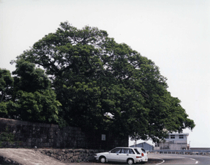 雄大にそびえたつ池下のアコウの写真