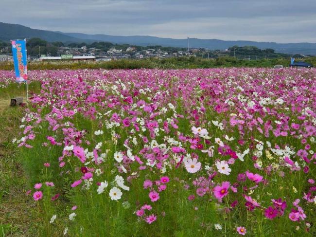 令和7年度 第20回「300万本のコスモス祭り」 写真