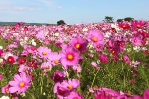コスモス近景