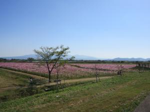 コスモス開花状況の画像