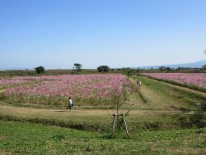 コスモスの開花状況画像２