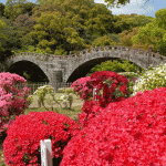 諫早公園つつじ