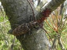 マツノマダラカミキリ