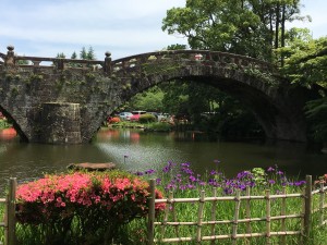 諫早公園の眼鏡橋の近くには諫早菖蒲が咲いていましたの画像