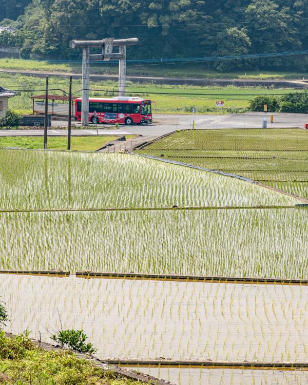 赤いバスが田んぼの横を走る写真