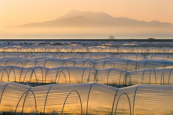 朝日に輝く畑のトンネル栽培の写真