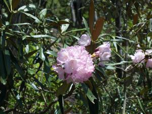 国指定天然記念物　多良岳ツクシシャクナゲ群叢