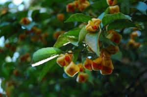 国指定天然記念物　諫早市城山暖地性樹叢　ヒゼンマユミの果実