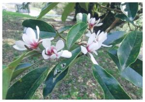 国指定天然記念物　小長井のオガタマノキ