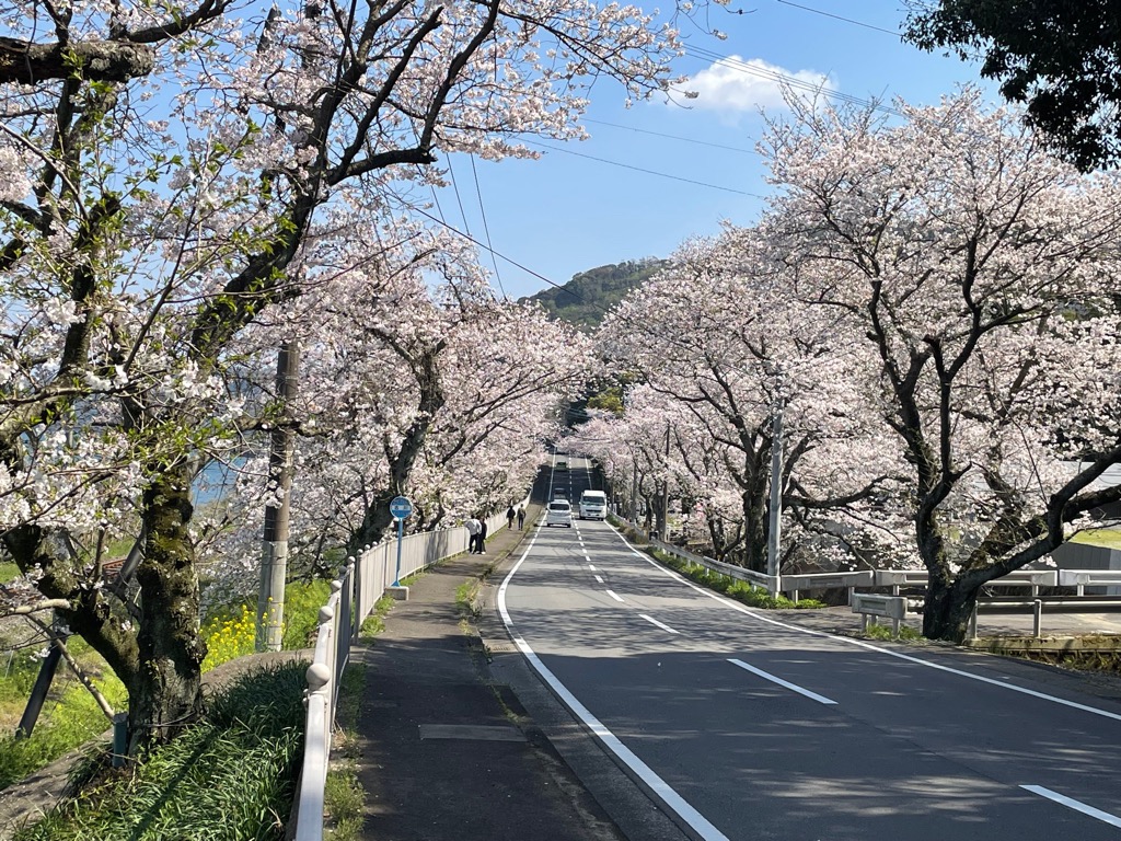 古川の桜