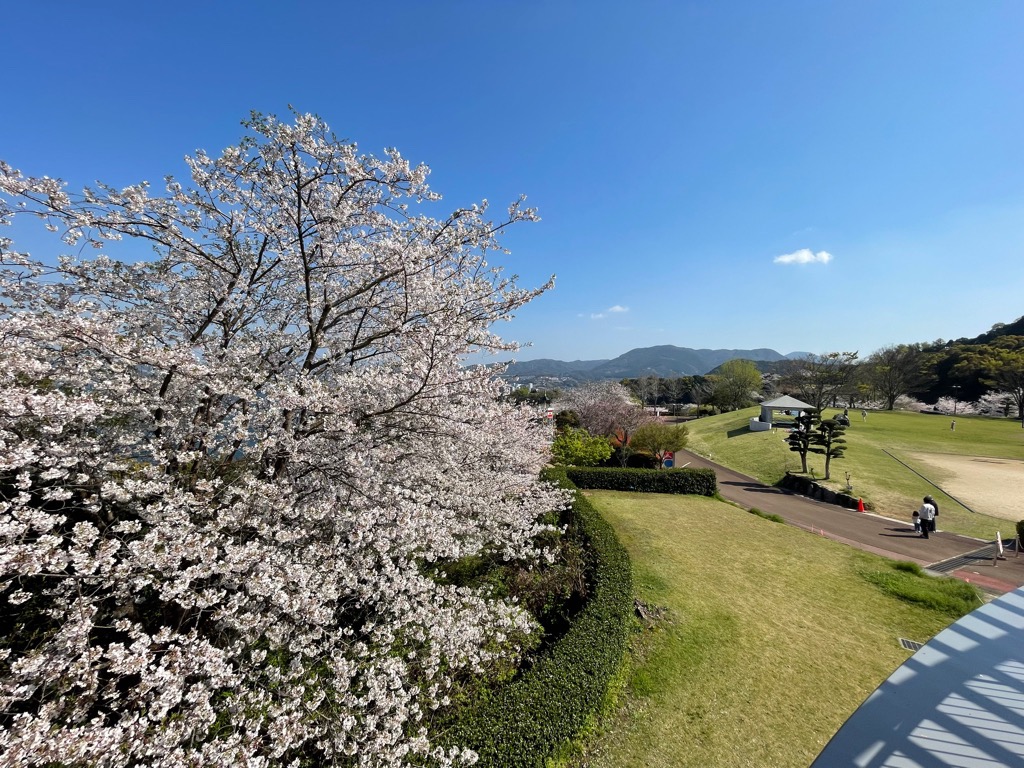 のぞみ公園の桜2