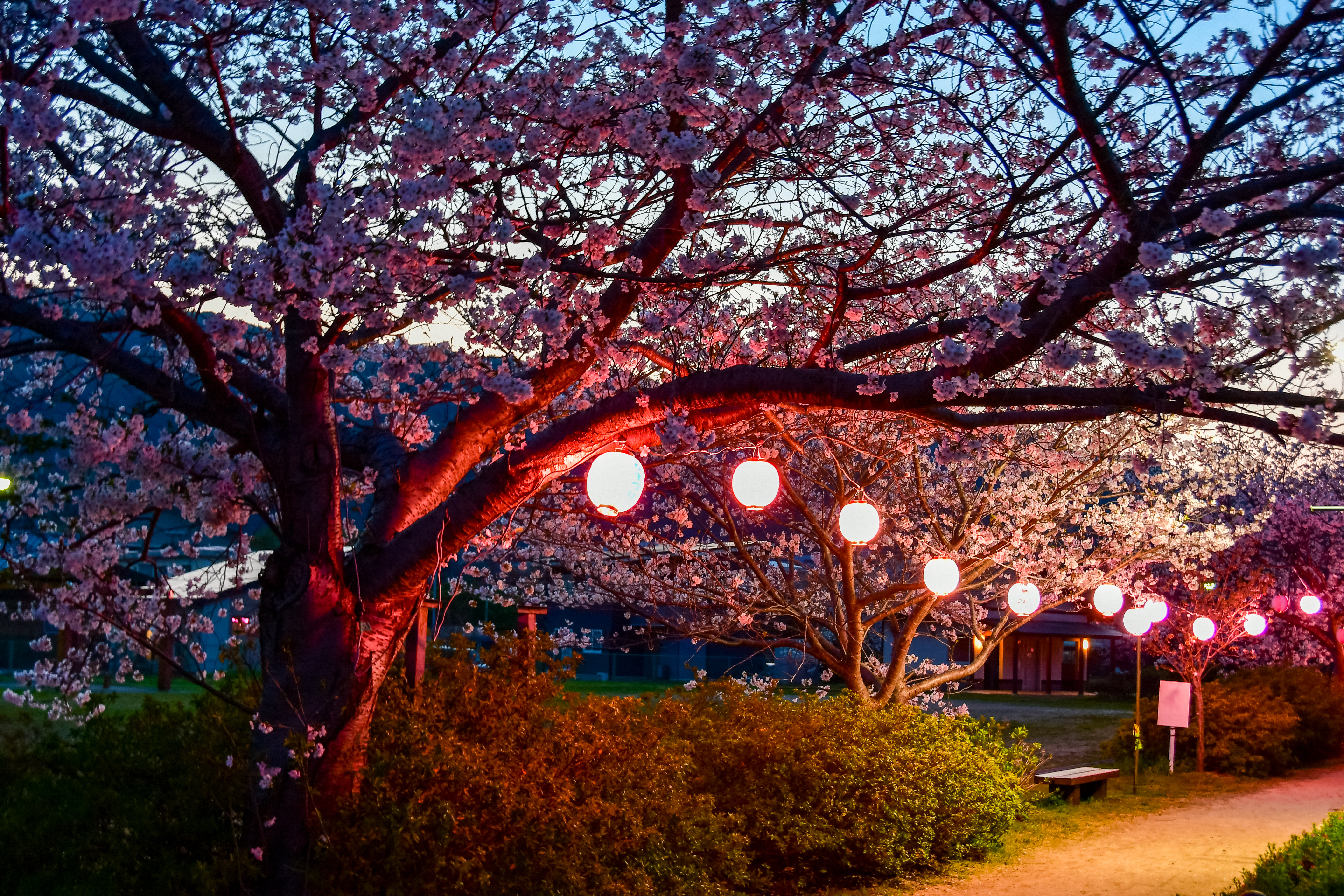 森山お花見広場1
