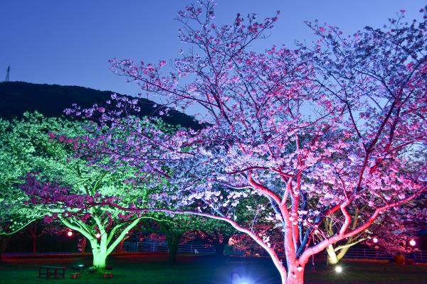 森山お花見広場2