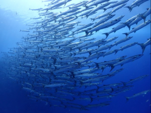 パラオの海