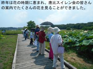 ハスの鑑賞
