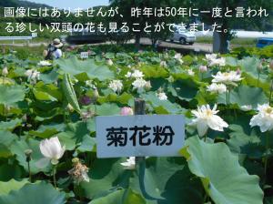 ハスのこと
