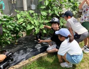 なすを収穫する笑顔の子供たちの写真