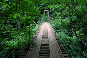渓谷にかかる森の吊橋の写真