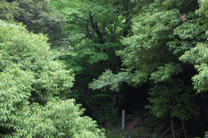 カツラの木を上方向から撮った写真