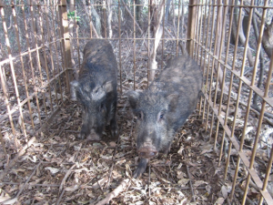 捕獲されたイノシシの画像