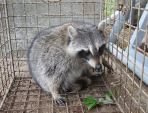 捕獲されたアライグマの画像