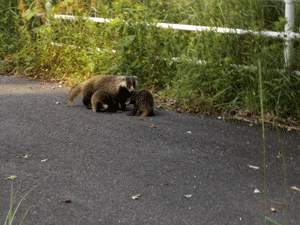 アナグマの親子の画像