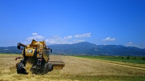 大型機械による麦の収穫作業