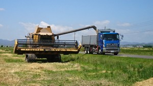 大型収穫機から10トントラックへの麦の積み込み状況