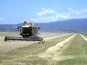 一辺が600メートルもある麦畑の収穫状況