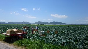 キャベツの収穫作業