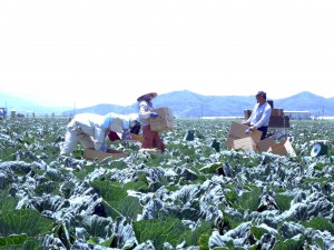 手作業によるキャベツの収穫、箱詰め作業