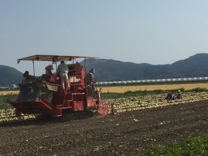玉ねぎピッカーによる収穫作業の画像2